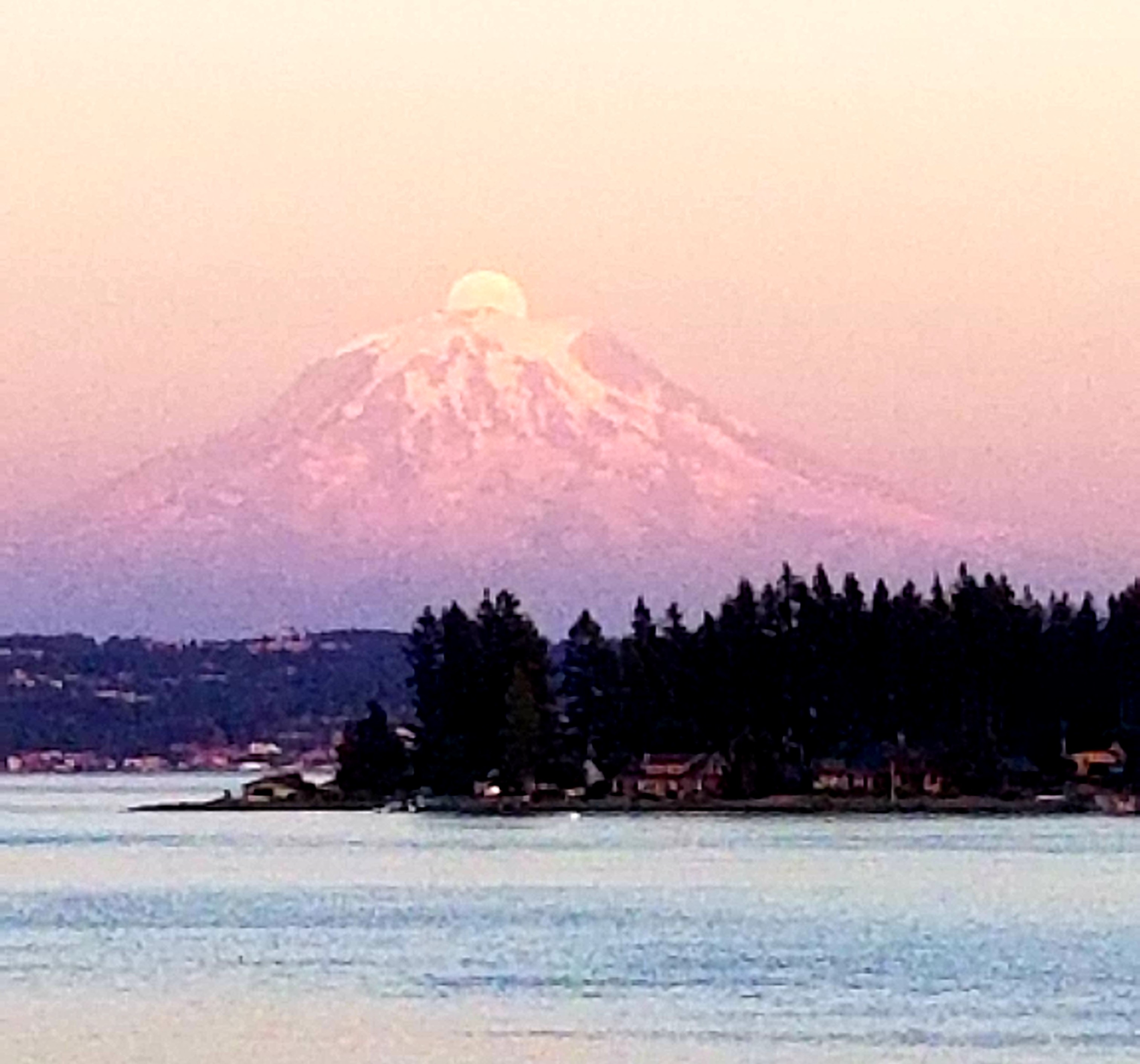 island coffee fox island blend Island Coffee Company, LLC